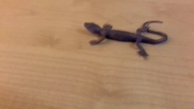 Кто такие ящерицы.Окружающий мир серия 2.