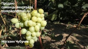Виноград СПОНСОР (участок Пузенко Натальи Лариасовны)