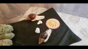 Мои трёхмесячные улитки? ахатины