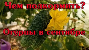 Огурцы в сентябре. Чем подкормить?
