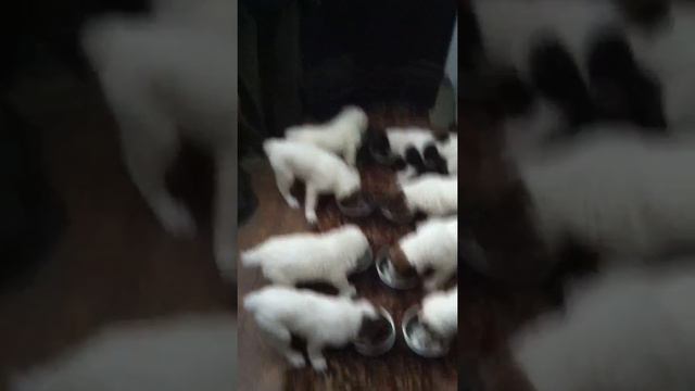 Собаки кушают))) смотреть онлайн