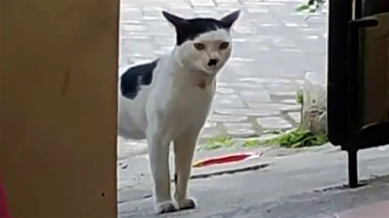 СМЕШНЫЕ КОШКИ И СОБАКИ 2023|СМЕШНЫЕ ЖИВОТНЫЕ 2023| смотреть онлайн