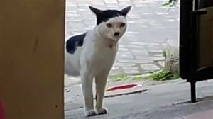 СМЕШНЫЕ КОШКИ  И СОБАКИ 2023|СМЕШНЫЕ ЖИВОТНЫЕ 2023|