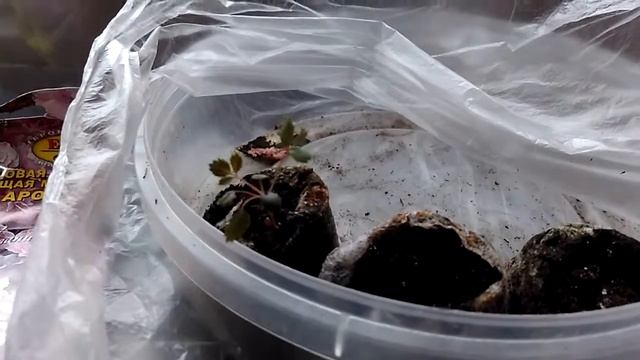 Роза многоцветковая, вечноцветущая мини. Всходы. смотреть онлайн