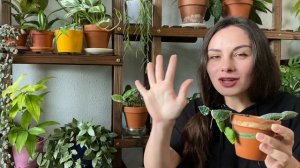 Rare Hoya Variety | Hoya Imbricata