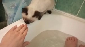 В ванной я и Тайская кошка