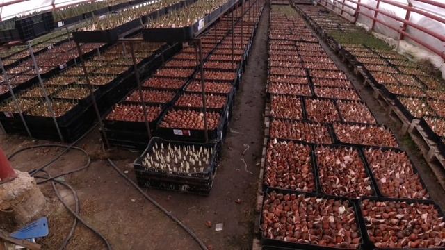 Нарциссы, выгонка к 8 марта смотреть онлайн