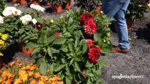 Syngenta Flowers BI Series presentation   Dahlia Aperto