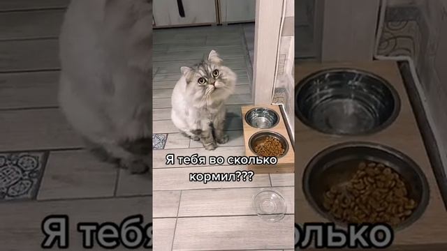 ВО СКОЛЬКО КОРМИТЬ КОТА?