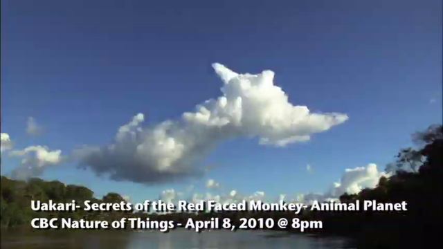 Red Uakari Monkey and the Tree of Life смотреть онлайн