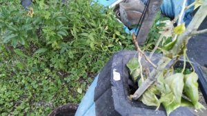 Работа шредера (измельчителя веток) на даче