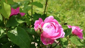 ЧАЙНАЯ РОЗА ИЛИ РОЗА ДЛЯ ВАРЕНЬЯ