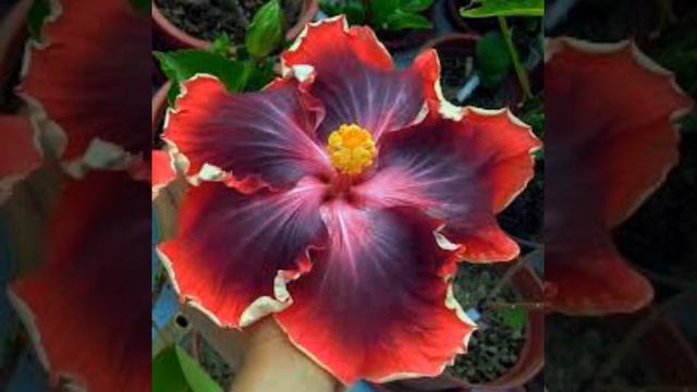 Hibiscus de Puerto Rico смотреть онлайн