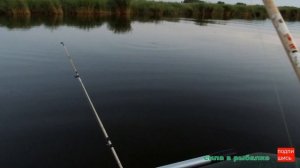 Рыбалка на сазана с лодки. Сазан рвет шнур. Донки крокодил.