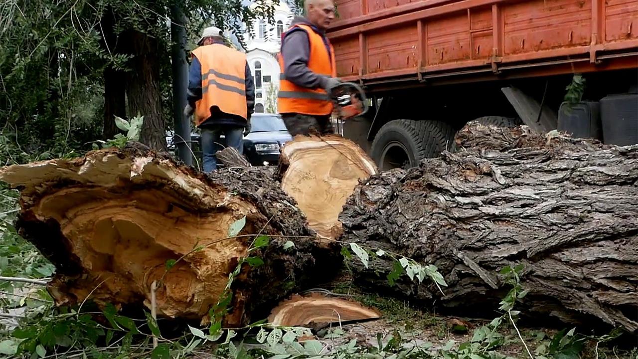 Упавшее дерево на автомобиль. Штраф за спил дерева. Машина спиливает деревья. Дерево упало на автомобиль. Машина для выкапывания деревьев.