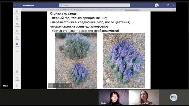 Как вырастить лаванду в своем саду? Запись эфира с владелицей лавандовой фермы смотреть онлайн