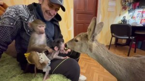 Люся неожиданно УВИДЕЛА  в доме косуленка Милу ИСПУГАЛАСЬ и побежала спасаться к Жорику!