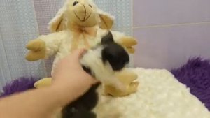 Клуб Сморлики - щенок чихуахуа мини