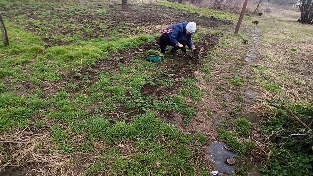 Купили дом на юге // Участок на Кубани в январе смотреть онлайн