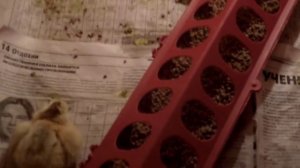 Содержание и кормление вылупившихся цыплят с 1 дня до 7 дня.