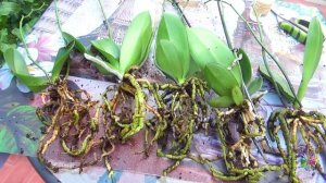 ❤️Спасаю орхидеи?  из Светофора?купила тюльпаны!