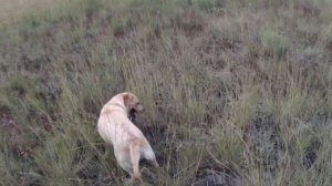 Охота на перепела. Охота на перепела с лабрадором. Hunting on has sung with Labrador Retriever.