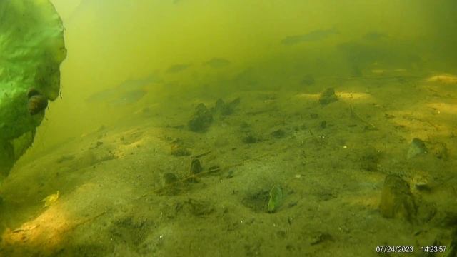 Подводная съёмка.Река Сейм.Июль 2023 смотреть онлайн