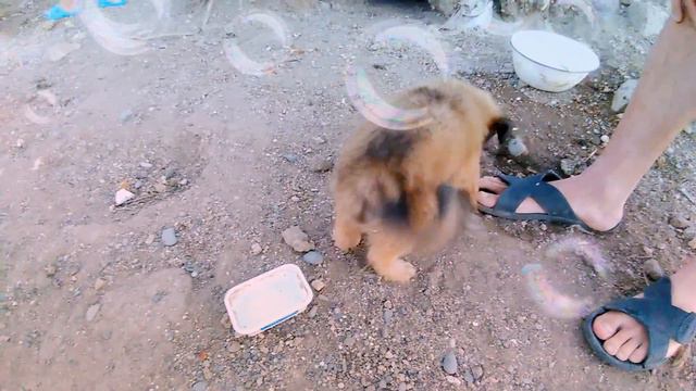 Милые щенки 😄😻🐶🐕 смотреть онлайн