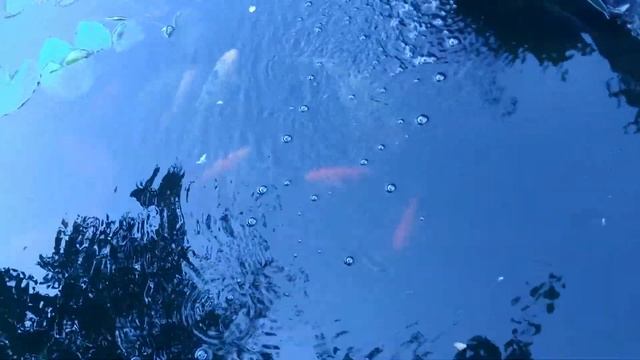 Акварин смотреть онлайн