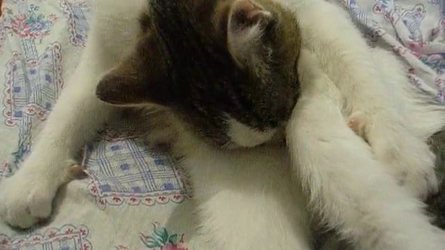 Самоудовлетворение