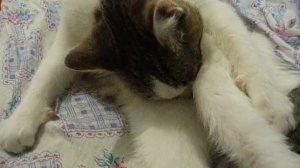 Самоудовлетворение