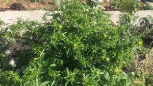 Обзор моего сада.  Лапчатка непальская (Miss Willmott Potentilla nepalensis) семенами.