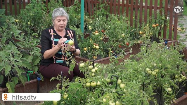 Как Выросли Томаты БЕЗ Рассады ? Семена Томатов ? Советы Садоводам От Хитсад ТВ смотреть онлайн
