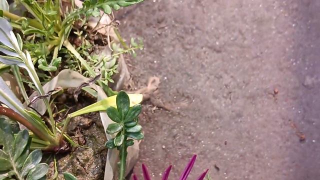 Gazania is flowering in the garden. смотреть онлайн
