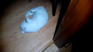 Кот Батон вяжет кошечку №0028