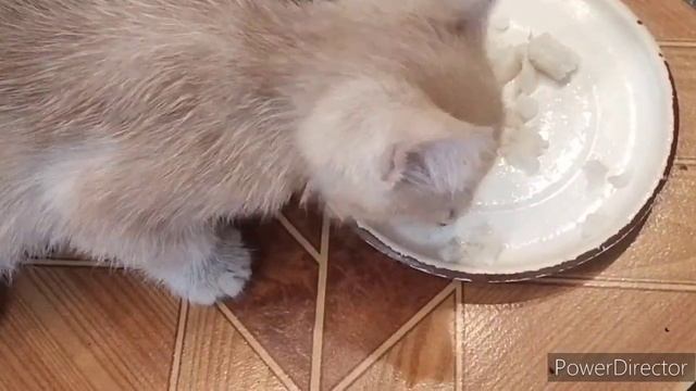 Славянск.25.06.23. Ромашковое утро. ☕?