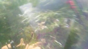 Почему помутнела вода? Макроводоросли в морских аквариумах. Половое размножение каулерпы.