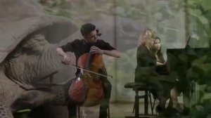 «Карнавал животных» К Сен Санс Черепахи видео