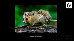 Удивительные соседи. Опоссум