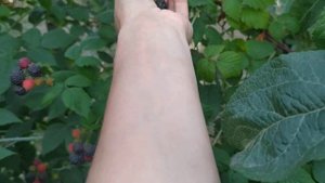 Черная малина Блэк Джевел, урожайная красота!