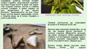 Водяной орех, Чилим, Чертов орех, Рогульник (Trapa natans)