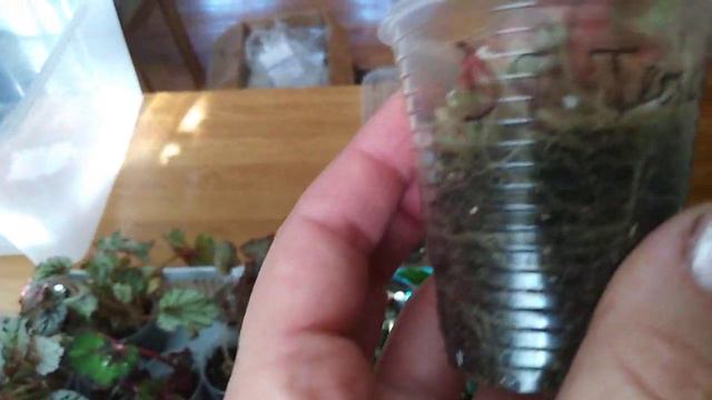 Комнатные цветы . Новинки комнатных растений от Марины . смотреть онлайн