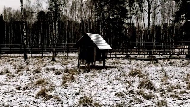 Лоси начали сбрасывать рога смотреть онлайн