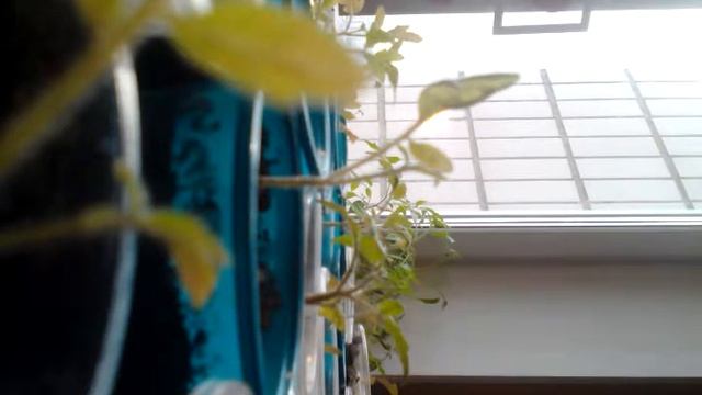 Как садить и ухаживать за садовыми розами. смотреть онлайн