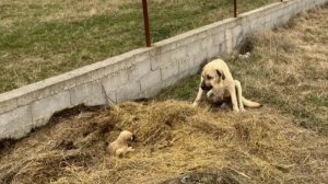 КАК ОНИ ВООБЩЕ СМОГЛИ ВЫЖИТЬ??? Только посмотрите что с ними произошло