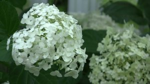 Футаж гортензия 07