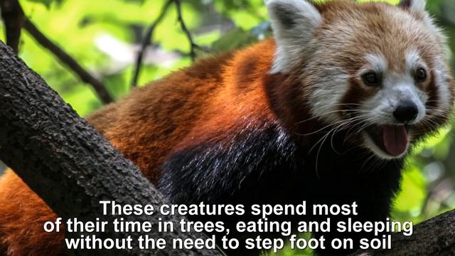 Unique Facts About the Adorable RED PANDA смотреть онлайн