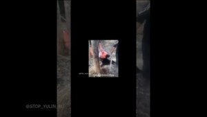 18+ Жесть ! Смотреть всем ! СТОП ЮЛИНЬ!