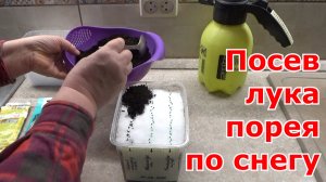 Посев лука порея по снегу для рассады. Когда сажать лук порей на рассаду.