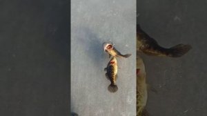 Ловля крупного ротана зимой